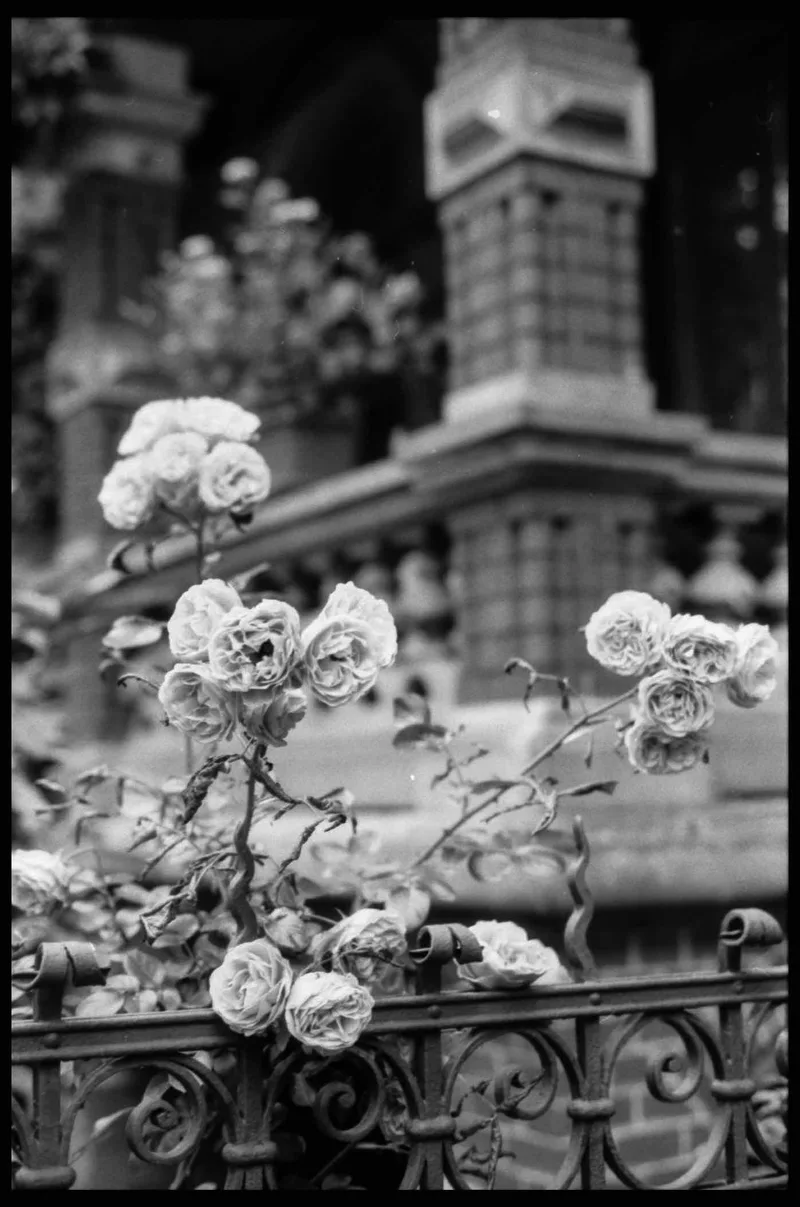 Film photo shot on Ilford Kentmere Pan 200 with a Nikon FM2n, developed at Home / Self-Developed, by Frank