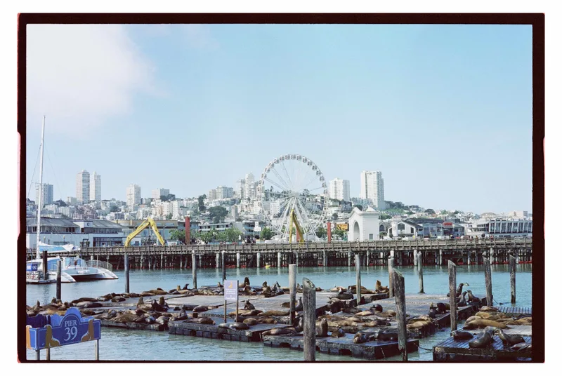 Pier 39 shot on Reflx Lab 640T with a Contax G1, developed at The Molinas Film Lab, by Josué Molina