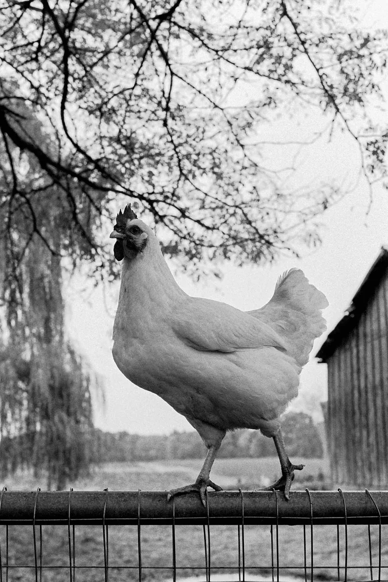 Chicken on the Fence shot on Ilford HP5 Plus 400 with a Minolta XG-7, developed at Exposure Therapy, by Joshua Timpko