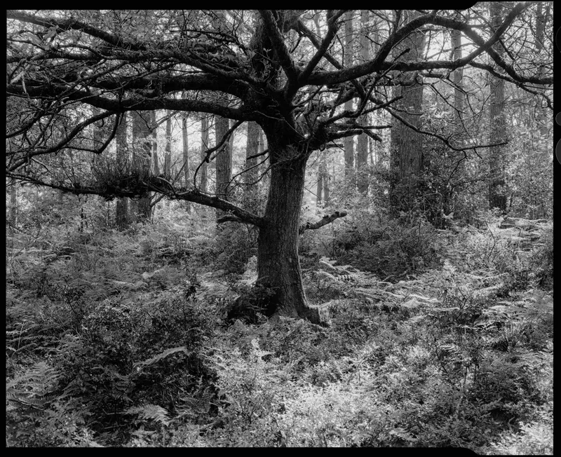 Oak amongst the Pines shot on Ilford FP4 Plus 125 with a Intrepid 4x5, developed at Home / Self-Developed, by Stuart Leeds