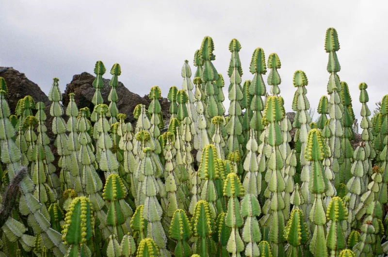 Spikes II. shot on Kodak Gold 200 with a Olympus Mju Zoom 35-70, developed at Gonzalez Fotografia, by Maria J