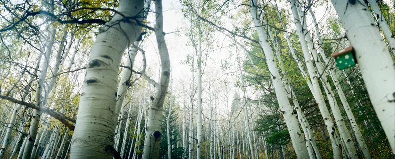aspens shot on Fujifilm Superia X-TRA 400 with a Horizont, developed at theFINDlab, by chambrelame