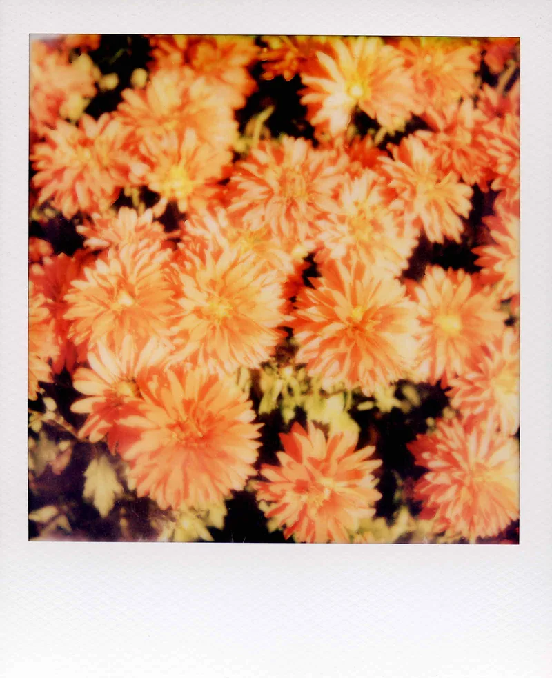Film photo shot on Polaroid 600 with a Polaroid SX-70 Sonar, by Dante Osouna