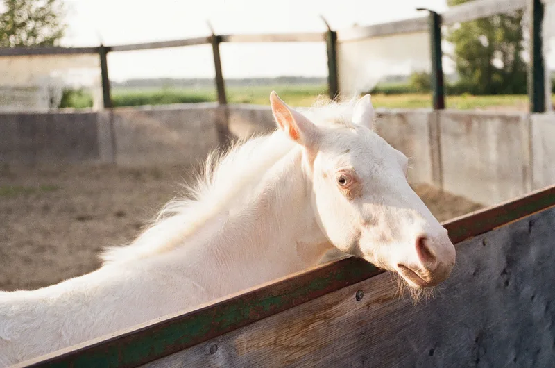 Film photo shot on Kodak Gold 200 with a Canon P, developed at Photo St Denis, by Anthony Nadon