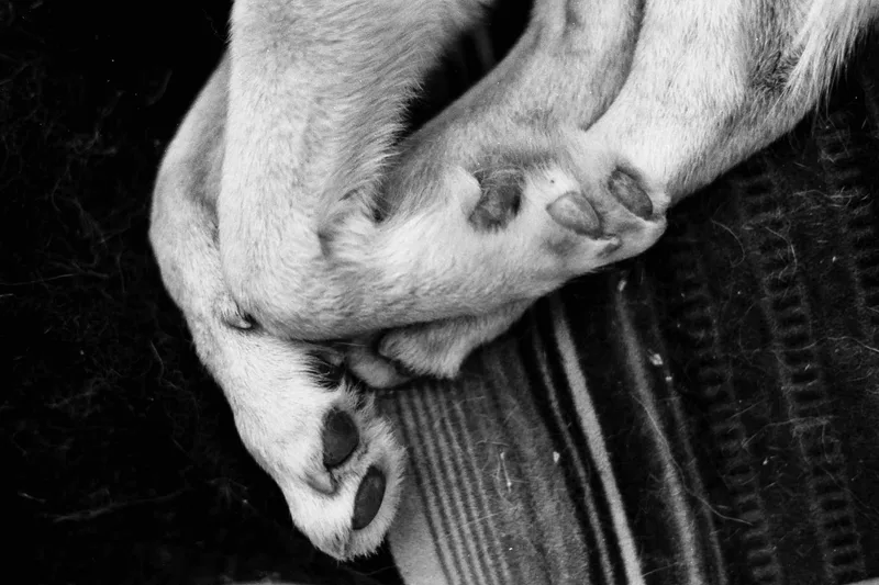 Film photo shot on Ilford Ortho Plus 80 with a Nikon FE 2, developed at Home / Self-Developed, by Ryan.L.Photography