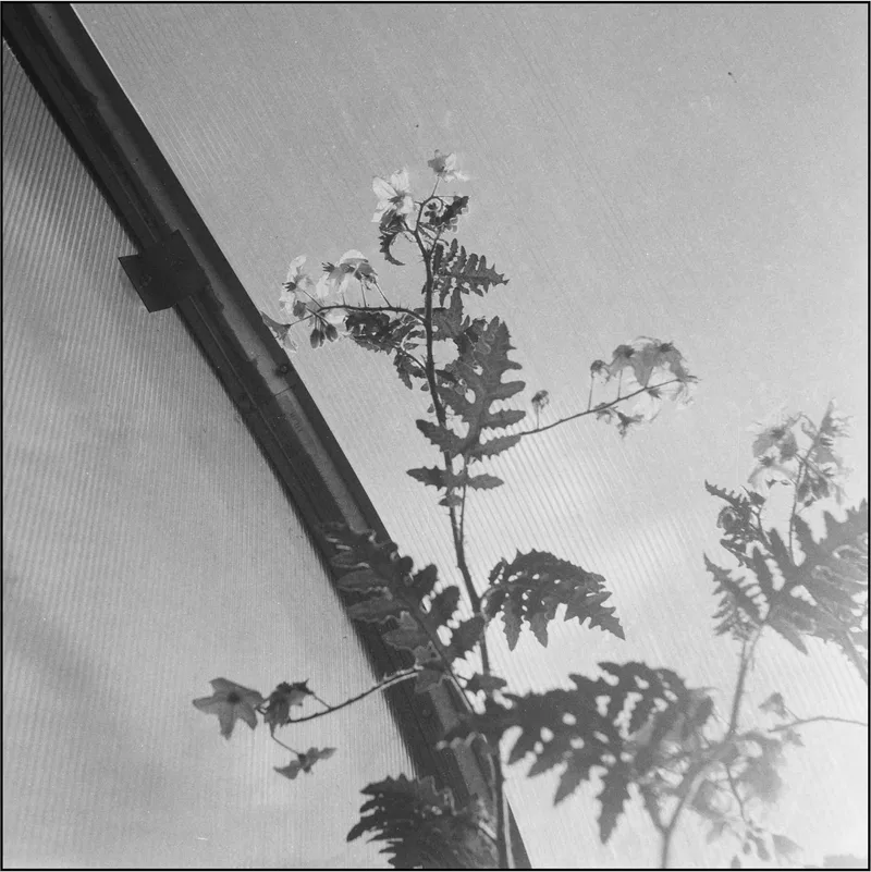 Film photo shot on Foma Fomapan 100 Classic with a Flexaret VI, by jmfo