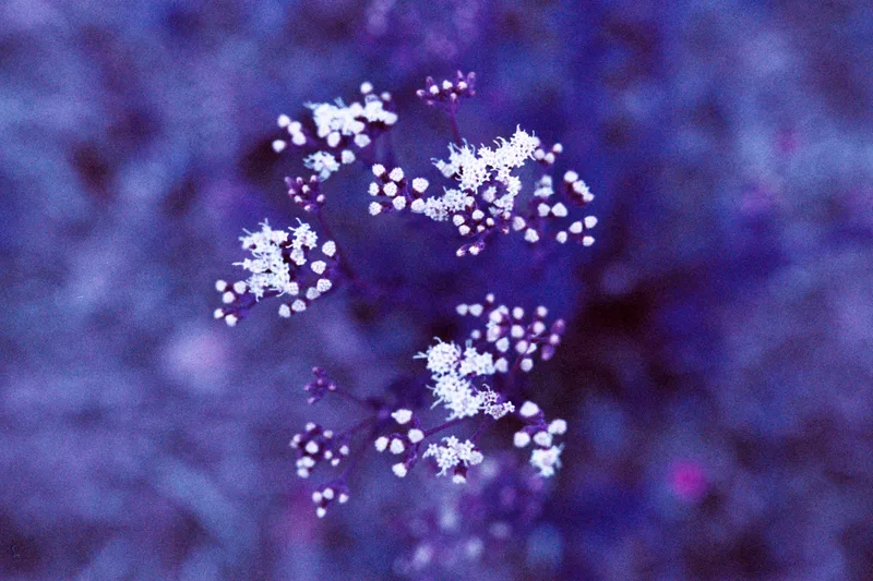 Film photo shot on Lomography Lomochrome purple XR, by Hiperreal