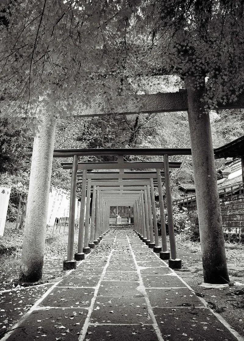 Torii gates. Takayama, Japan. shot on Ilford HP5 Plus 400 with a Fuji GSW680 iii, developed at Home / Self-Developed, by Rick