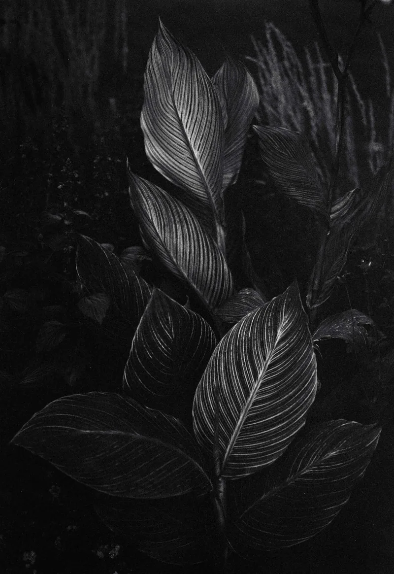 Film photo shot on Kodak Tri-X 400 with a Fuji GW690III, by Kory