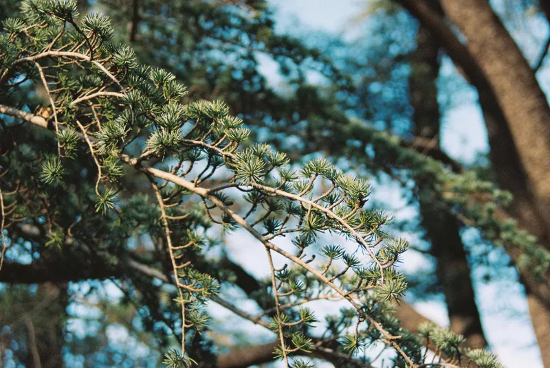 Let’s ID This Tree shot on Kodak Gold 800 with a Nikon F2, by Brickxbronson