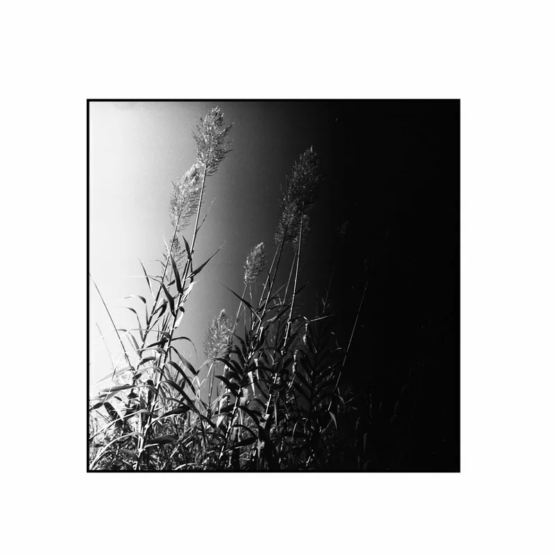 Light to dark shot on Fujifilm Neopan Acros 100 II with a Pentacon Six TL, by Alessandro Benevento