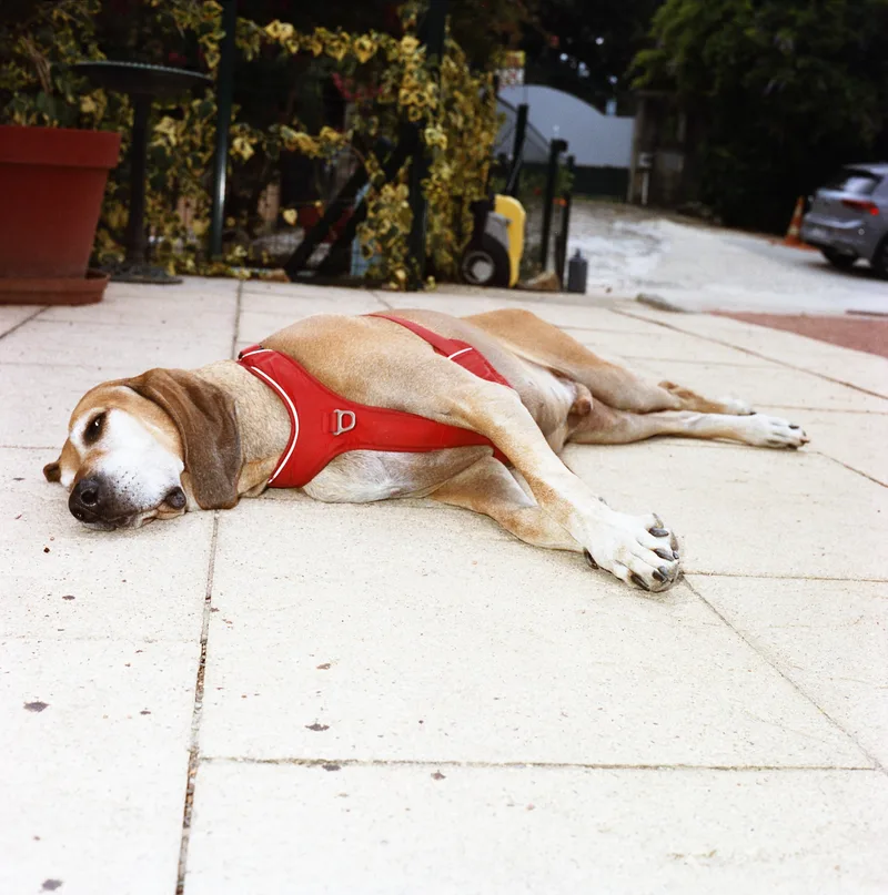 Sleeping dog shot on Cinestill 400D with a Minolta AUTOCORD CDS, developed at Home / Self-Developed, by MARCO PHOTOS