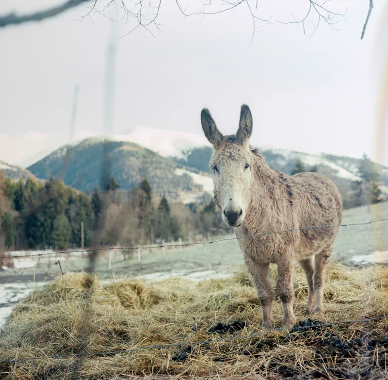 Donkey shot on Kodak Ektar 100 with a Pentacon Six TL, by Ľuboš96K.