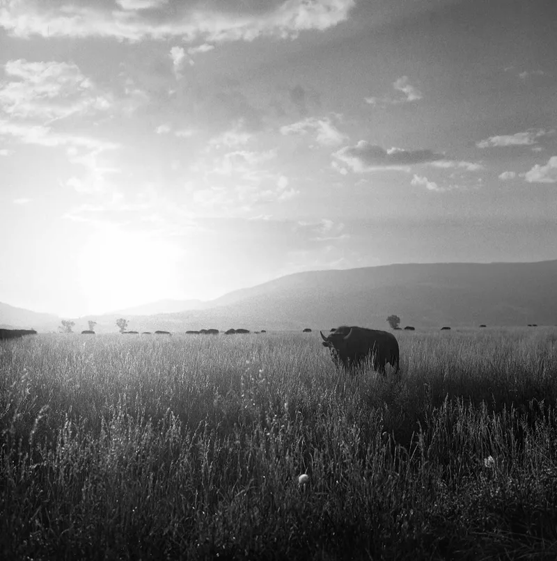Bisonrise shot on Ilford FP4 Plus 125 with a Zenza Bronica S2A, developed at Home / Self-Developed, by Dan Schneider