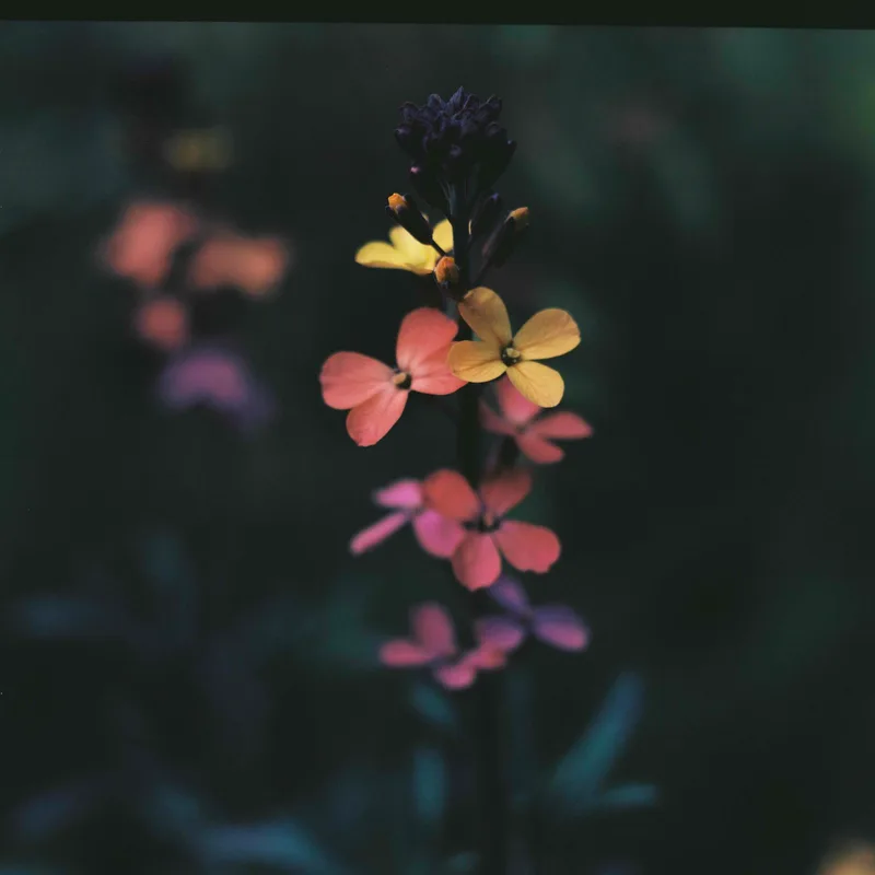 Flowers shot on Kodak Ektar 100 with a Mamiya C3, developed at John Gunn Cameras, by AMI/アミ
