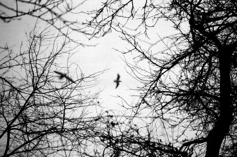 Seagull Flyby shot on Kodak Tri-X 400 with a Leica M4-P, developed at Spieker Film Lab, by Simon Reindl