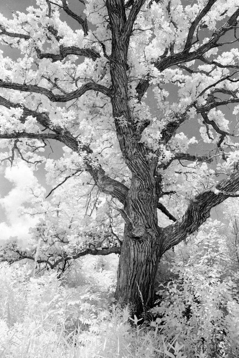 The Oak Tree shot on Rollei Infrared 400 with a Olympus OM-1, developed at Home / Self-Developed, by Nate
