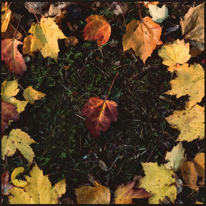 Autumn Colours shot on Fujifilm Provia 100F with a Hasselblad 500C/M, developed at Halide Supply, by J.Morelli Photography