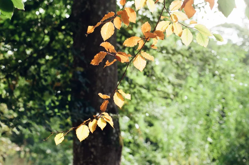 Autumnal feels 2023 🍁 shot on Kodak UltraMax 400 with a Nikon FM2, developed at Nik & Trick Photo Lab, by Mark Beadle