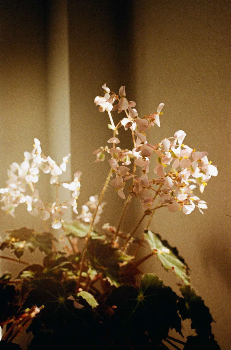 just flowers shot on Kodak Gold 200 with a Nikon F, developed at Foto Star, by rafa vera