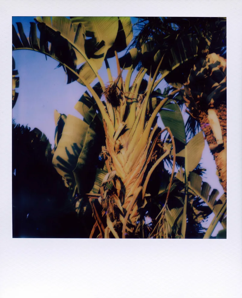 Film photo shot on Polaroid 600 with a Polaroid SX-70 Sonar, by Dante Osouna