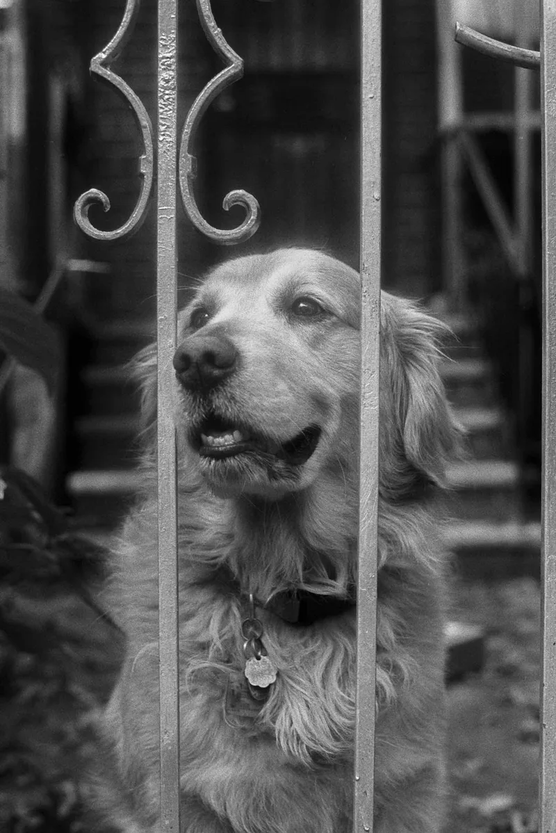 Boomer Down The Street shot on Rollei RPX 400 with a Ricoh XR-2, developed at Exposure Therapy, by Joshua Timpko