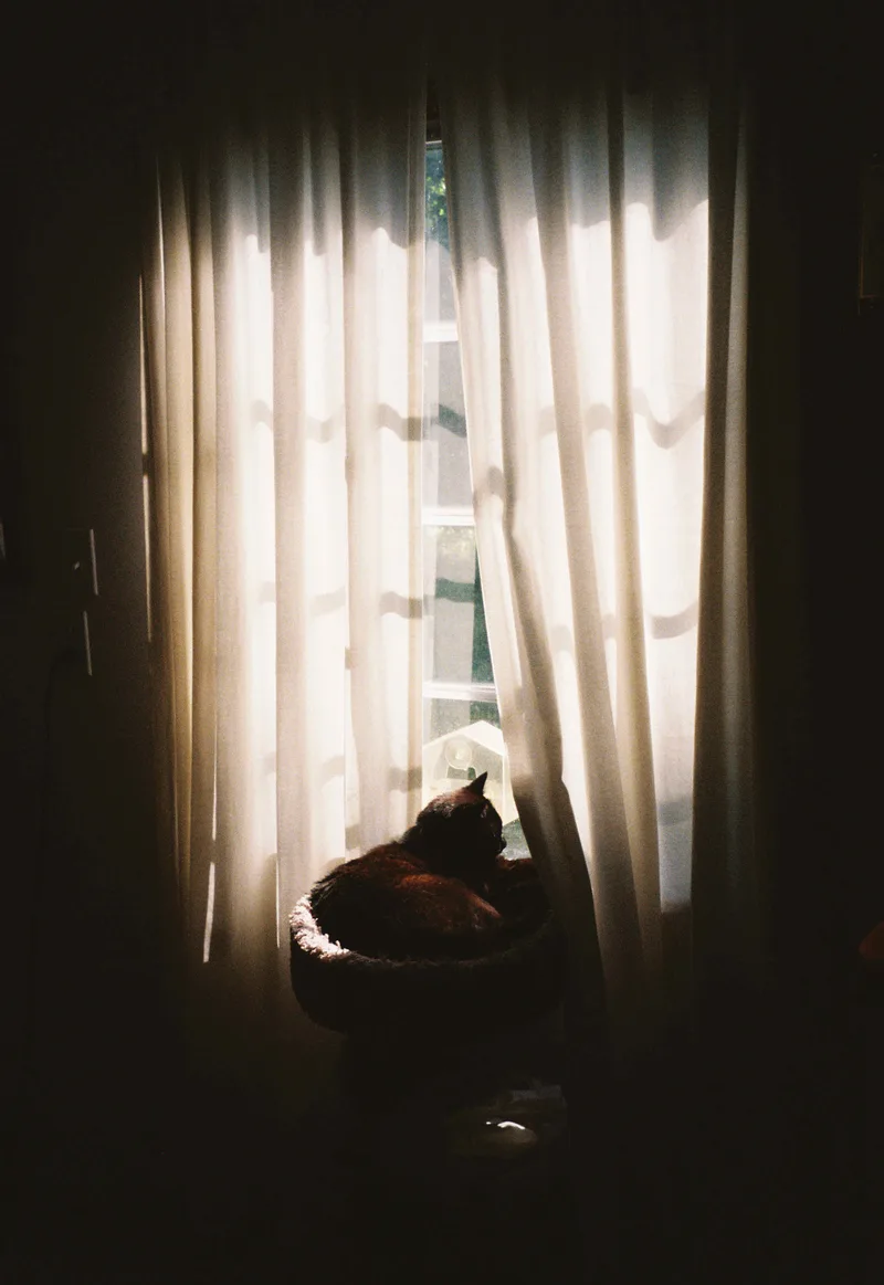 Film photo shot on Cinestill 400D with a Nikon F, developed at Boutique Film Lab, by Gaby Salinas
