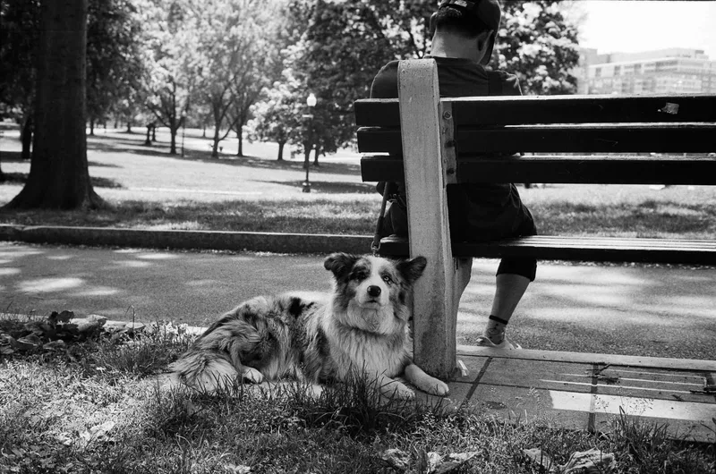Film photo shot on Ilford Kentmere Pan 100 with a Voigtländer Bessa R3, developed at Home / Self-Developed, by Cam Cavagnaro