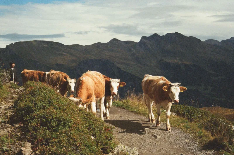 Die Kühe shot on Fujifilm 400 with a Pentax IQZoom 700, by Katerina