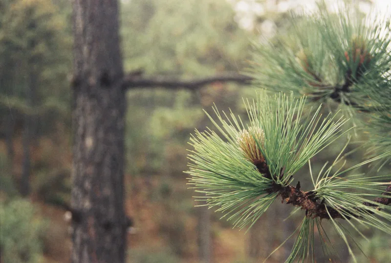 bosque shot on Fujifilm 200 with a Nikon FM10, developed at Give Film a Chance, by Rickygdotraw