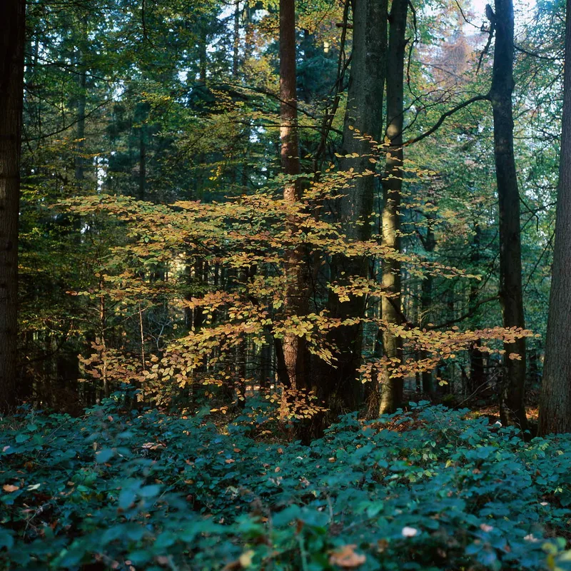 Autumn Colour, Forest of Dean shot on Fujifilm Velvia 50 with a Zenza Bronica S2, developed at AG Photolab, by William