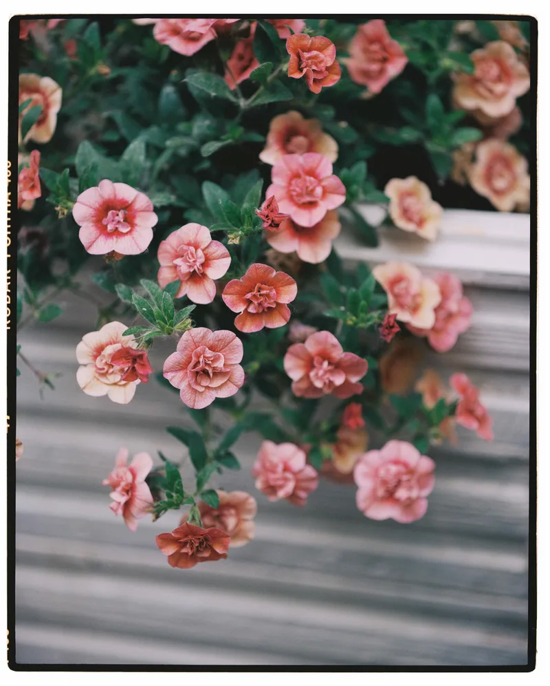 Pink flowers shot on Kodak Portra 400 with a Pentax 6x7 MLU, developed at Kommuna, by Marliq