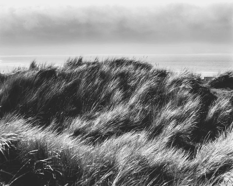 Grass in the breeze shot on Rollei Retro 400S with a Canon F-1n, by Graeme