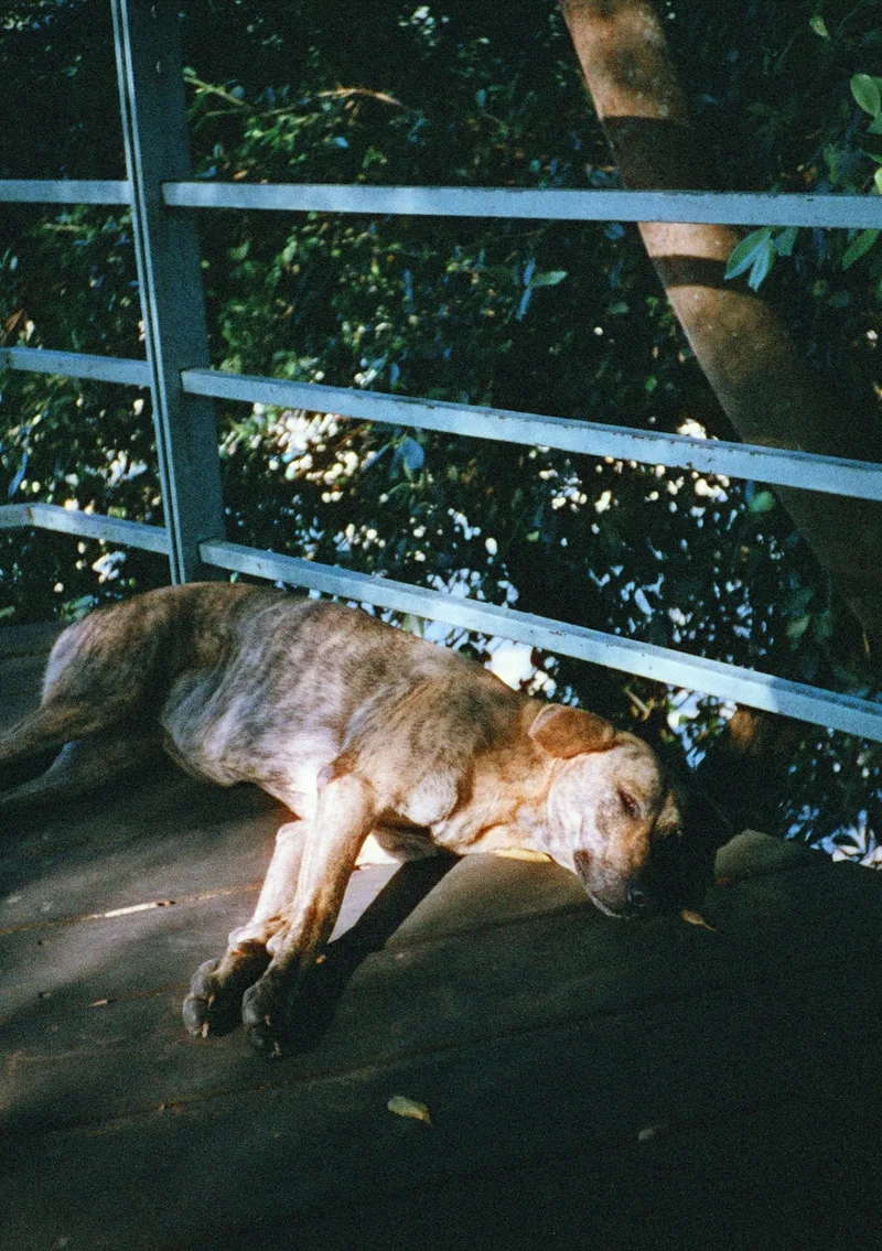 Film photo shot on Harman Phoenix 200 with a Pentax 17, by Bryce
