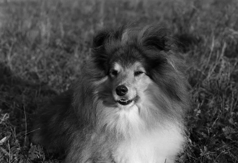 Film photo shot on Ilford XP2 Super 400 with a Nikon F801s, by Wilffo
