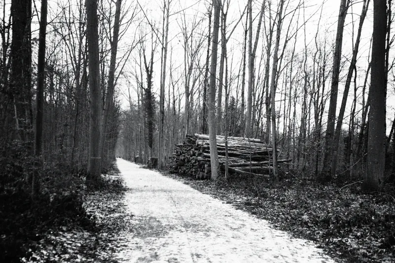 Walk in the Woods shot on Ilford HP5 Plus 400 with a Olympus Mju Zoom 140, developed at DM Fotoparadies, by PhotosByTim