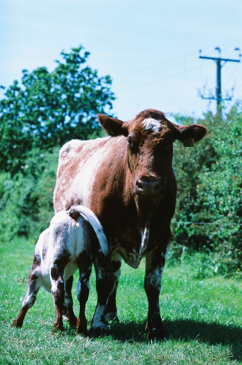 Moo shot on Fujifilm Provia 100F with a Nikon FG, developed at J&A Photography Studio, by Joe
