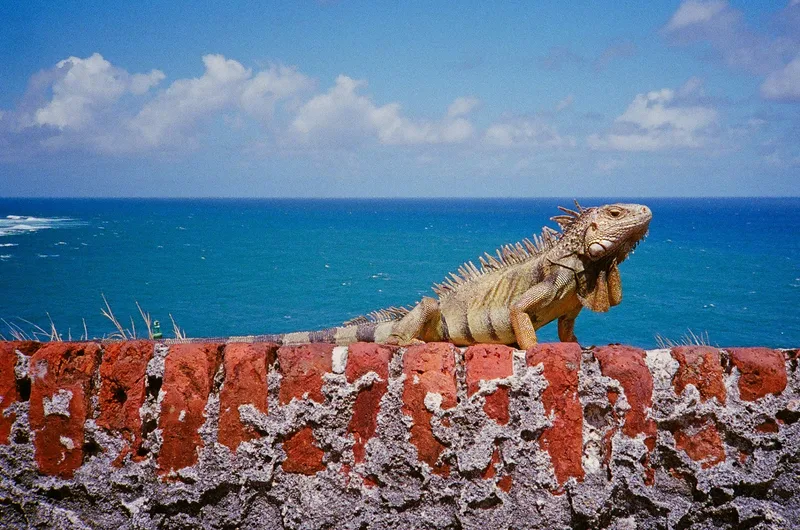 Iguana shot on Kodak UltraMax 400 with a Olympus XA, developed at Indie Photo, by alexonkow