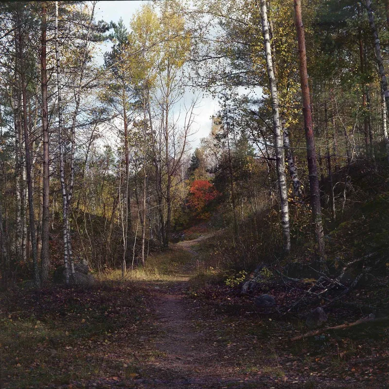 Pathway shot on Kodak Portra 400 with a Yashica A, by Salminen