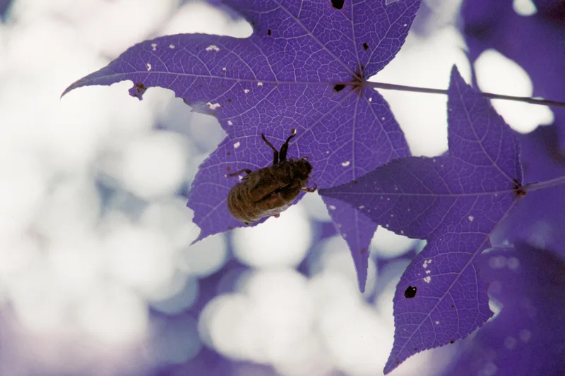 Cicada shell shot on Lomography LomoChrome Purple 100 with a Minolta α7, developed at Southeastern Camera Carrboro, by Hunter