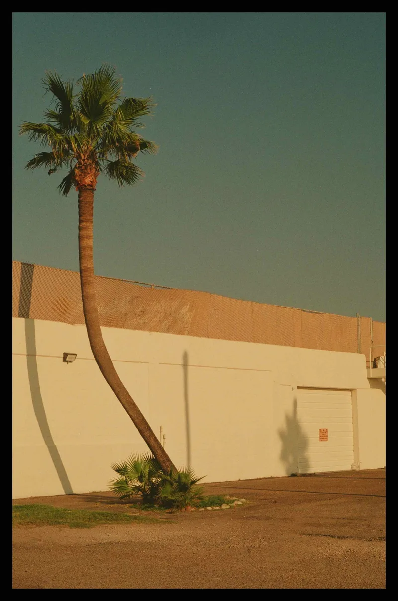 Morning walks. shot on Kodak Gold 200 with a Pentax K1000, developed at Gelatin Labs, by Frank