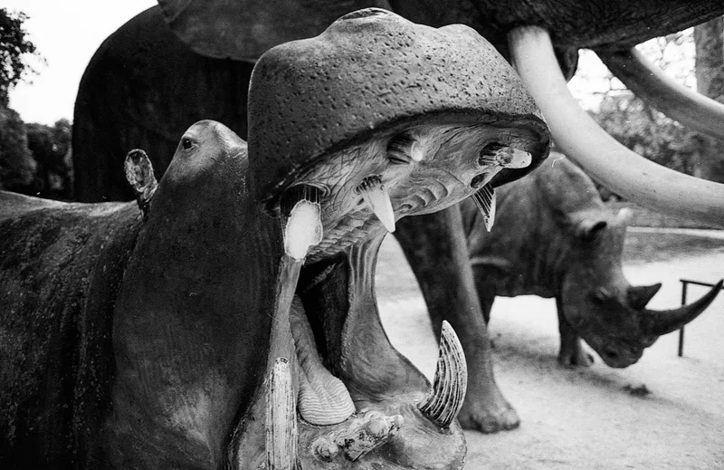 Savana shot on Kodak Tri-X 400 with a Nikon F4, by Sébastien JACOB