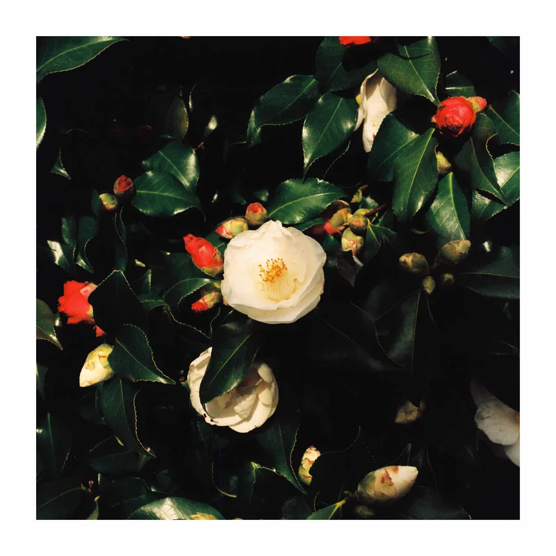 Just a hint of spring to come shot on Kodak Portra 800 with a Hasselblad 500CM, developed at Moody’s Photo Lab