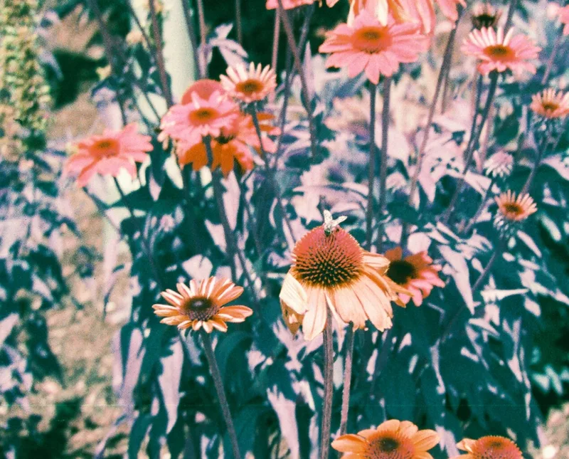 A random one shot on Lomography LomoChrome Purple 100 with a Pentax Auto 110, by Penny