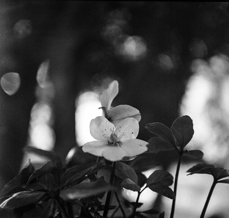 Flower shot on Rollei Retro 80S with a Rolleiflex, developed at Home / Self-Developed, by Nathalie