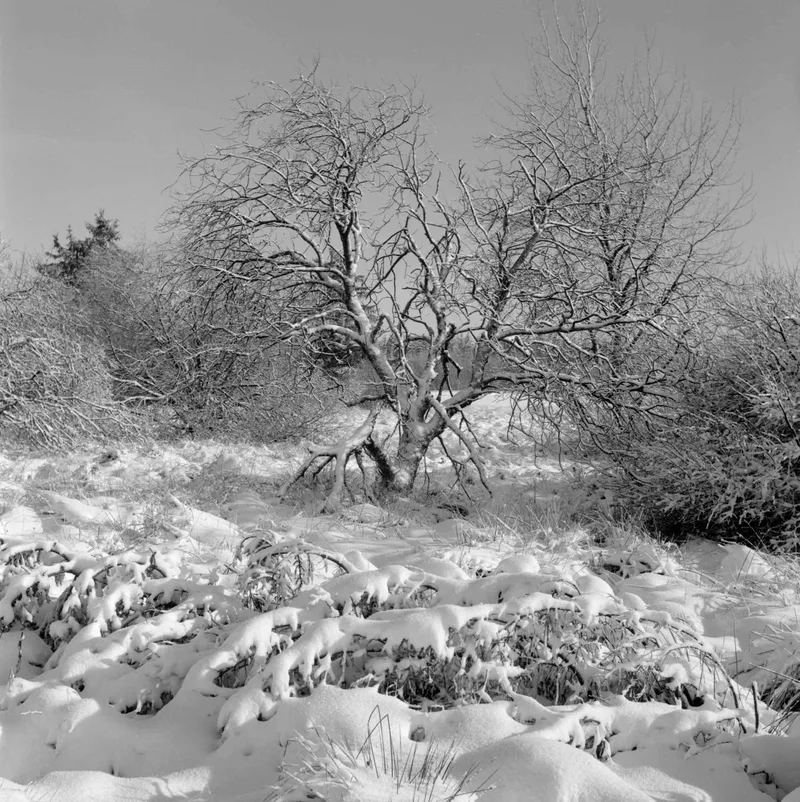 Neige #04 shot on Ilford Kentmere Pan 100 with a Rolleiflex, developed at Home / Self-Developed, by Philippe Boulanger