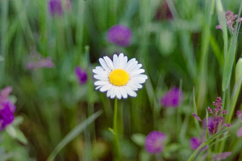 Prairie Wild Flowers shot on Fujifilm Eterna Vivid 160T with a Nikon F2, developed at Home / Self-Developed, by Scott Zempel