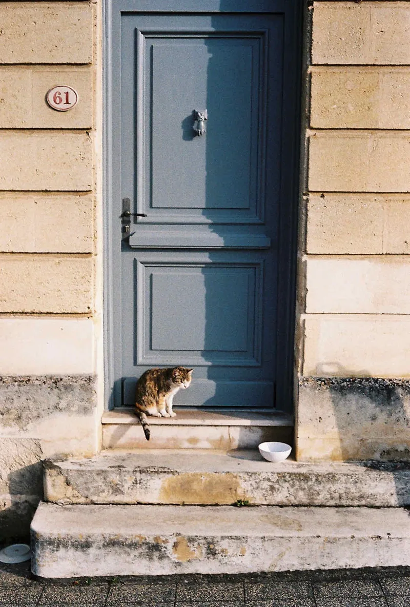 Cat and Saucer shot on Kodak UltraMax 400 with a Canon Canonet G-III QL17, developed at Peak Imaging, by Noah R. Evans