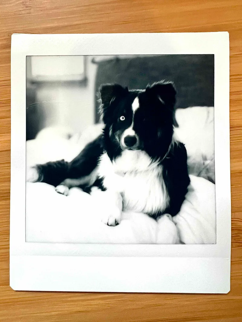 Cedar shot on Fujifilm Instax Square Monochrome with a Mamiya RB67, developed at Instant Film, by Andy Keck
