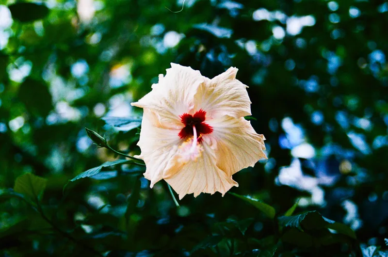 Film photo shot on Kodak Portra 400NC with a Minolta SR-T Super, developed at TollyLab, by Soumyaroop Chatterjee